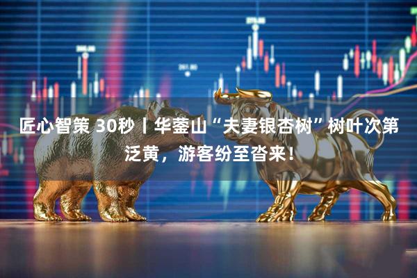 匠心智策 30秒丨华蓥山“夫妻银杏树”树叶次第泛黄，游客纷至沓来！